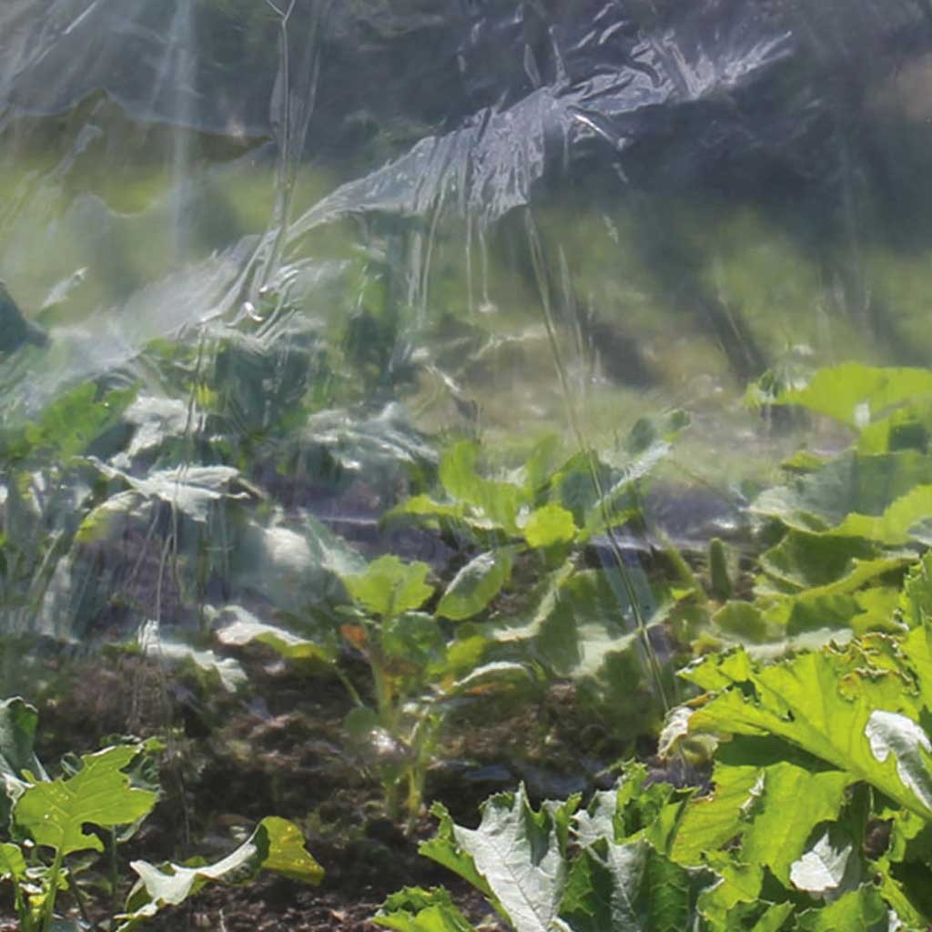 Polythene Clear Mini Roll 6m x 2m