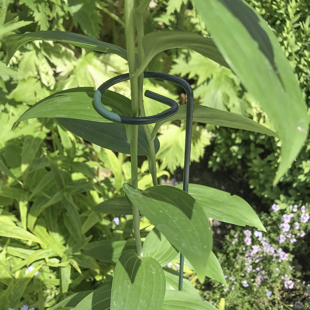 Single Stem Support H91cm x W7cm - (4)