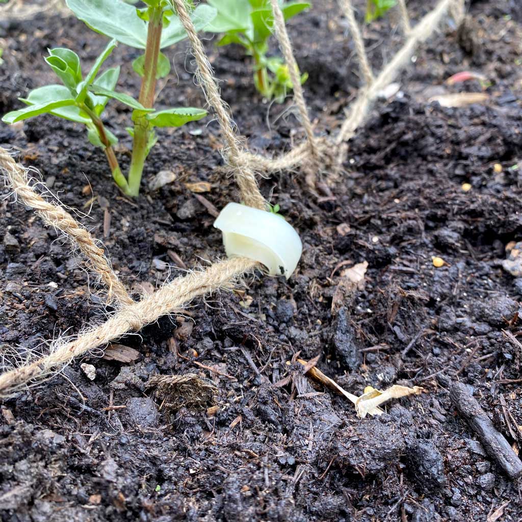 Biodegradable Garden Pegs