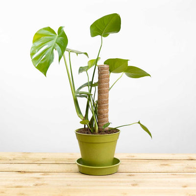Coir Climbing Pole
