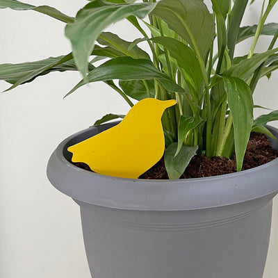 Sticky fly trap (10) - Own Brand