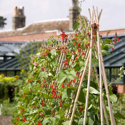 Premium Bamboo Garden Canes 7ft/210cm (8)
