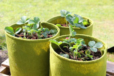 Vigoroot Pots 5L - (3)