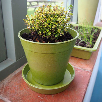 Bamboo Pot Sage Green 6" - (5)