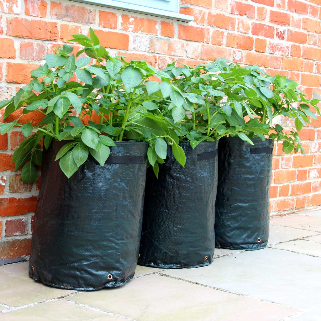 Potato Patio Planter - (3)