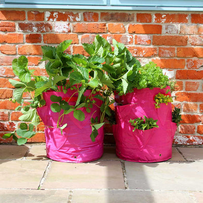 Strawberry & Herb Patio Planter 35cm Ø x D55cm
