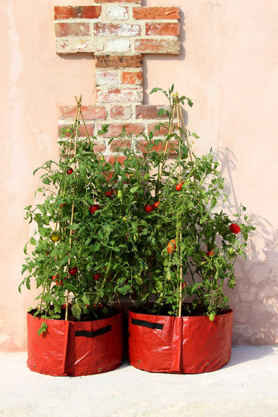 Tomato Patio Planter D45 x H25cm - (2)