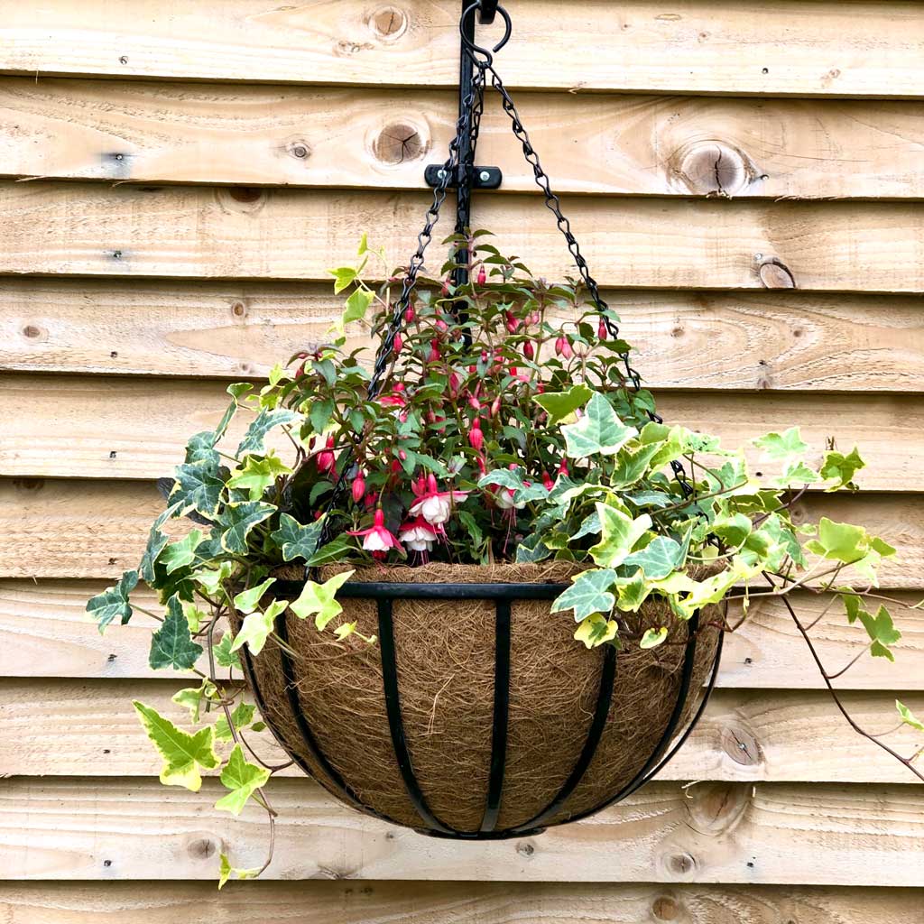 Cambridge Premium Hanging Basket with Coco Liner 16" 40cm