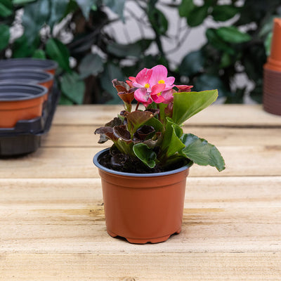 Replacement Seed & Cutting Pot 15 x 10.5cm