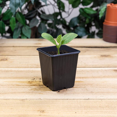 Replacement Vegetable Pots 18 x 9cm