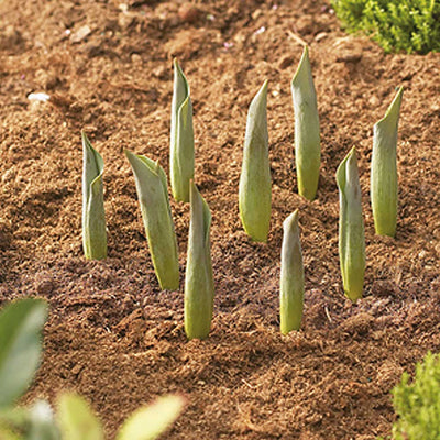 Bulb Baskets Round Small 26cm - (3)