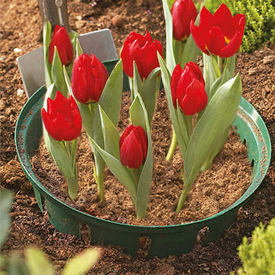 Bulb Baskets Round Small 26cm - (3)