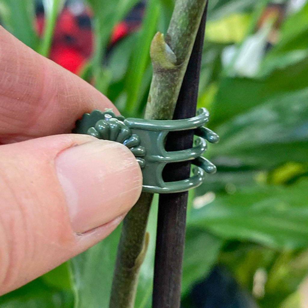 Orchid clips (20) - Own Brand
