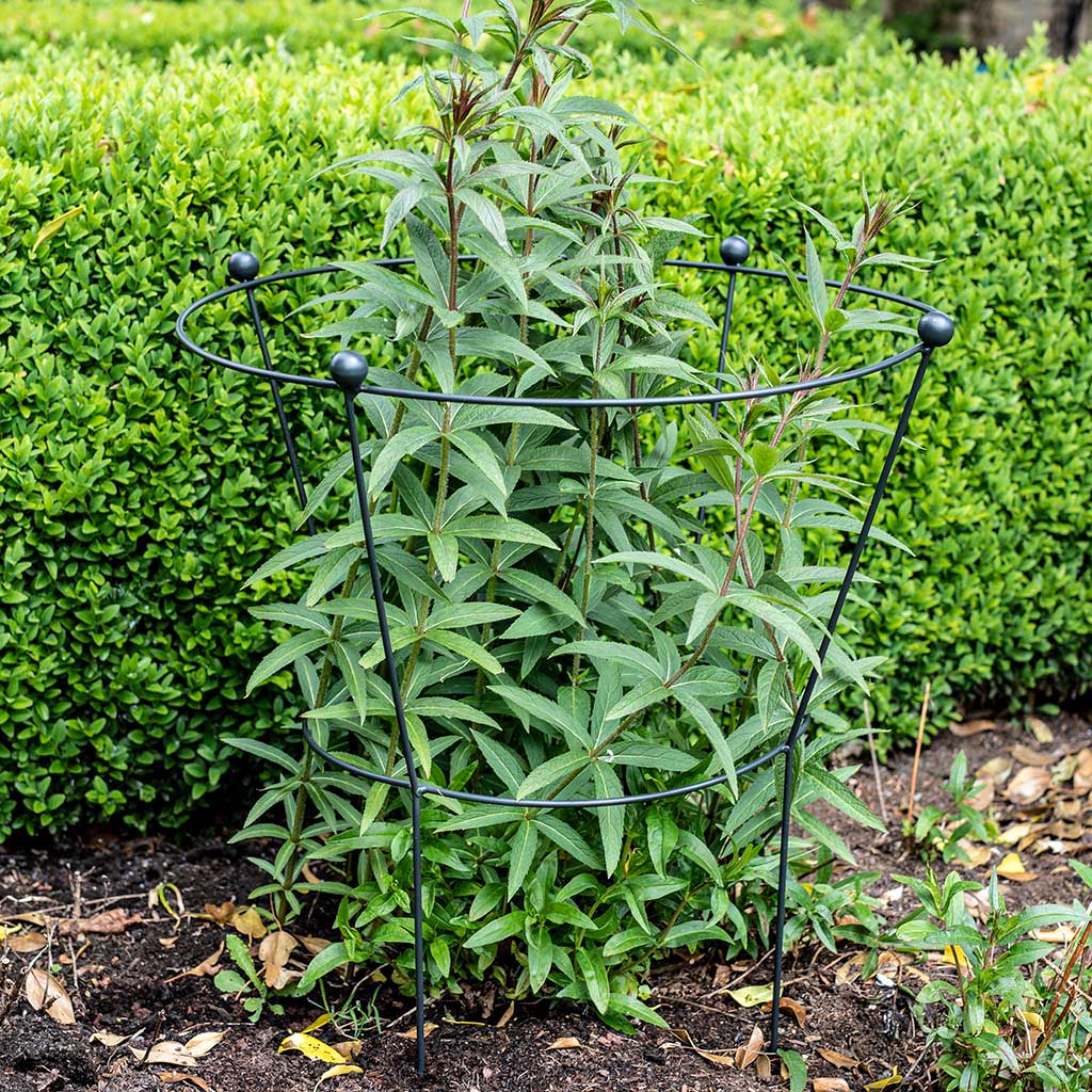 Peony Plant Support