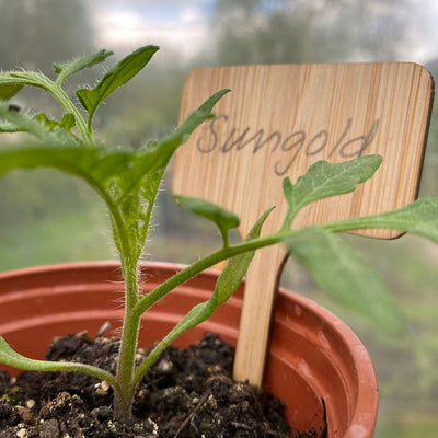 Bamboo T Labels 10cm x 6cm - (10)