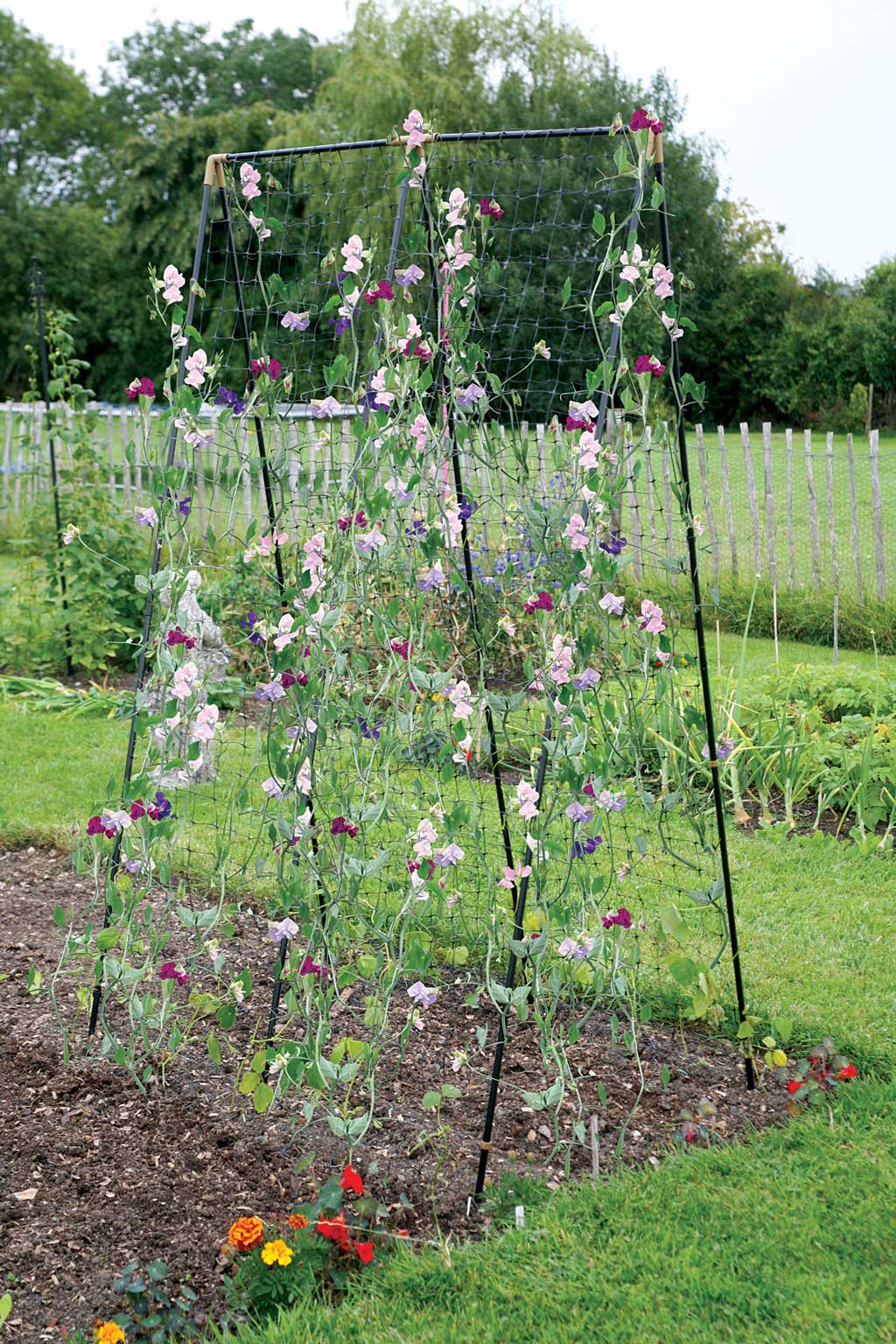 Steel Pea & Bean & Sweet Pea Frame