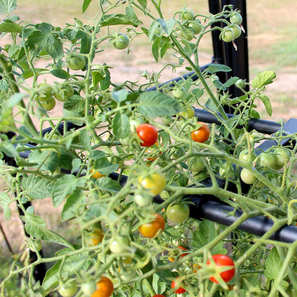 Tomato Crop-Booster Frame