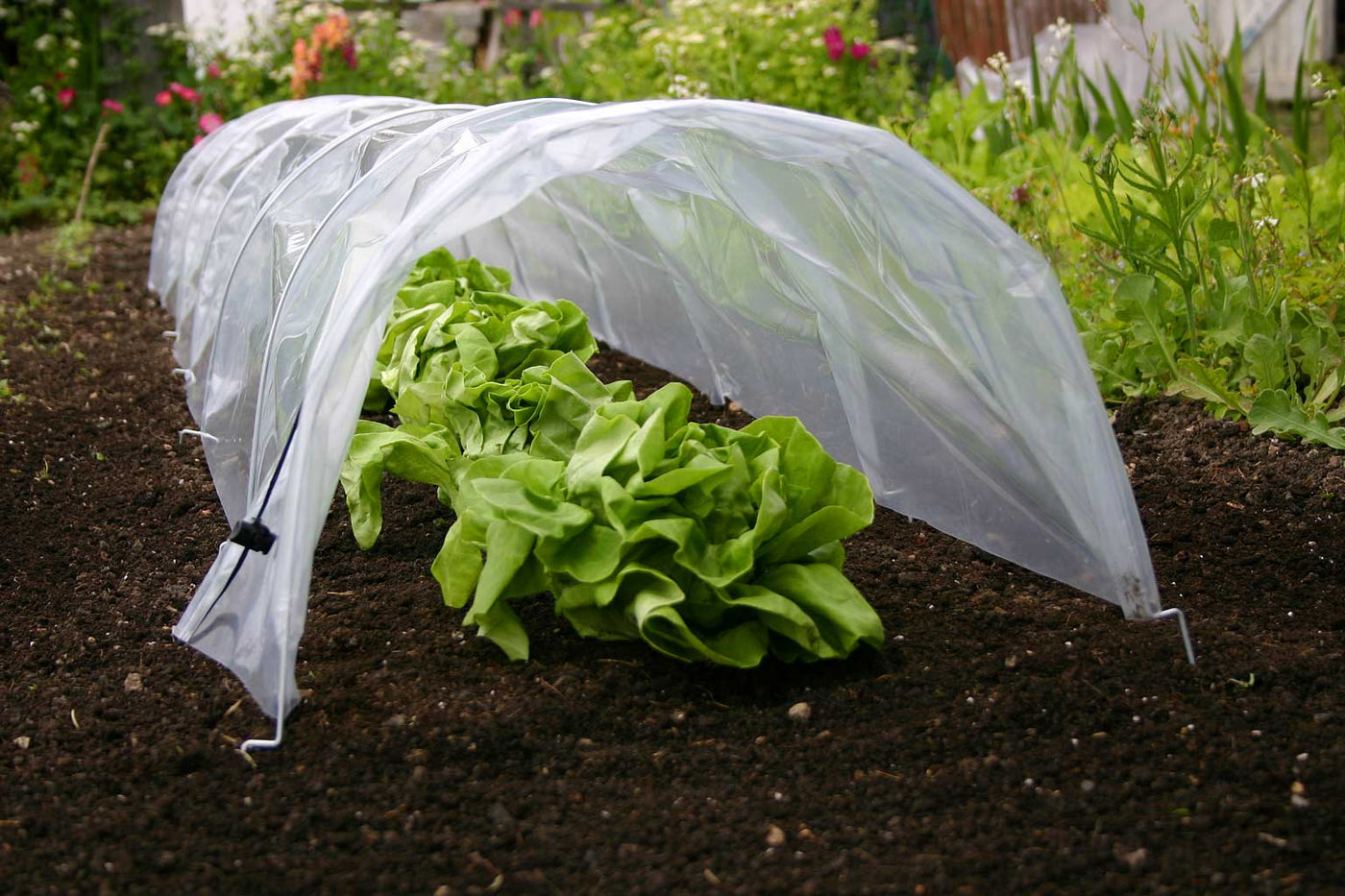 Easy Poly Tunnel