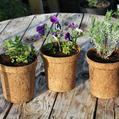 Coco Plant Pots