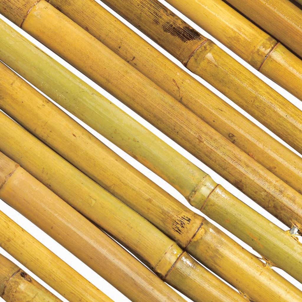 240cm x 10-12mm Bamboo Canes